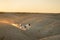 Dog on a sandy quarry at sunset. Jack Russell Terrier through the hills of sand. Active pet