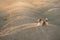 Dog on a sandy quarry at sunset. Jack Russell Terrier through the hills of sand. Active pet