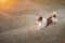 Dog on a sandy quarry at sunset. Jack Russell Terrier through the hills of sand. Active pet