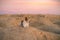 Dog on a sandy quarry at sunset. Jack Russell Terrier through the hills of sand. Active pet