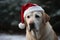 A dog in a Santa Claus hat is waiting for the New Year