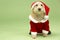 Dog In Santa Costume