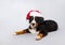 A dog in a Santa hat. Beautiful puppy Bernese shepherd on grey background. New year.