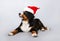 A dog in a Santa hat. Beautiful puppy Bernese shepherd on grey background. New year.