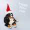 A dog in a Santa hat. Beautiful puppy Bernese shepherd on grey background. New year.