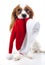 Dog with Santa hat. Christmas dog in studio. White background king charles spaniel dog. Christmas time. Santa hat with