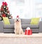 Dog with Santa hat sitting by a sofa indoors