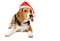 Dog in a santa hat on a white background.