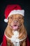 Dog in Santa`s costume. A red pit bull in New Year`s clothes. Portrait of dog isolated on black. Santa Claus.