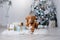 Dog in the scenery, the holiday and the New Year, Christmas, holiday and happy