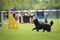 Dog schipperke in agility competition.