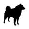 Dog Schipperke breed. Silhouette