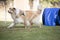 Dog, Scottish Sheepdog, training hoopers