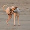 Dog scratching; golden hour on the beach