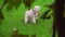Dog scratching on green grass. White Labradoodle itching on lawn