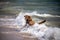 A dog in the sea in Tarifa Spain.