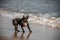 A Dog in the sea in Tarifa Spain.