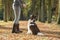 Dog seen from the back, sitting and looking up focused on its owner being trained by its owner outdoors in a forest lane during