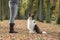 Dog seen from the side, sitting and looking up focused on its owner being trained by its owner outdoors in a forest lane during