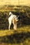 Dog shakes off while walking on the field, funny photo basenji