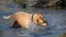 The dog shakes off the water by swimming in the pond. A purebred beige dog with a collar around its neck