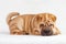 Dog shar pei puppy