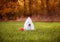 dog in a sheet as a Ghost with a burning pumpkin on the eve of Halloween sitting on the green grass in the autumn garden