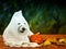 Dog in a sheet as a Ghost with a burning pumpkin on Halloween eve, sitting in the garden