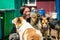 Dog at the shelter. Animal shelter volunteer feeding the dogs