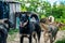 Dog at the shelter. Dogs walking in the animal shelter outdoor