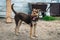 Dog at the shelter. Dogs walking in the animal shelter outdoor