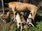 The dog at the shelter feeds many puppies