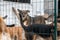 Dog at the shelter. Lonely dog in cage. Homeless dog behind the bars