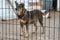 Dog at the shelter. Lonely dog in cage. Homeless dog behind the bars