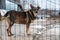 Dog at the shelter. Lonely dog in cage. Homeless dog behind the bars