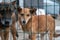 Dog at the shelter. Lonely dog in cage. Homeless dog behind the bars