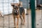 Dog at the shelter. Lonely dog in cage. Homeless dog behind the bars