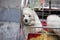 Dog shelter, white poodle sitting in a cage outside