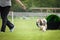 Dog sheltie in agility tunel.