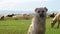 Dog shepherd grazing sheep in the field