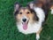 Dog, Shetland sheepdog, collie, standing on grass field, looking upwards with mouth open, smiling expression