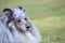 Dog, Shetland Sheepdog, headshot