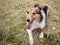 Dog, shetland sheepdog portrait