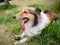 Dog, shetland sheepdog portrait