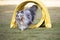 Dog, Shetland Sheepdog, Sheltie running through agility tunnel