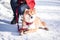 Dog of the Shiba inu breed lies on the snow on a beautiful winter forest background