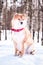 Dog of the Shiba inu breed sits on the snow on a beautiful winter forest