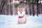 Dog of the Shiba inu breed sits on the snow on a beautiful winter forest background