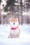 Dog of the Shiba inu breed sits on the snow on a beautiful winter forest background