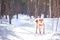 Dog of the Shiba inu breed stand on the snow on a beautiful winter forest background